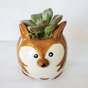 Kangaroo Planter with Live Succulent 2"
